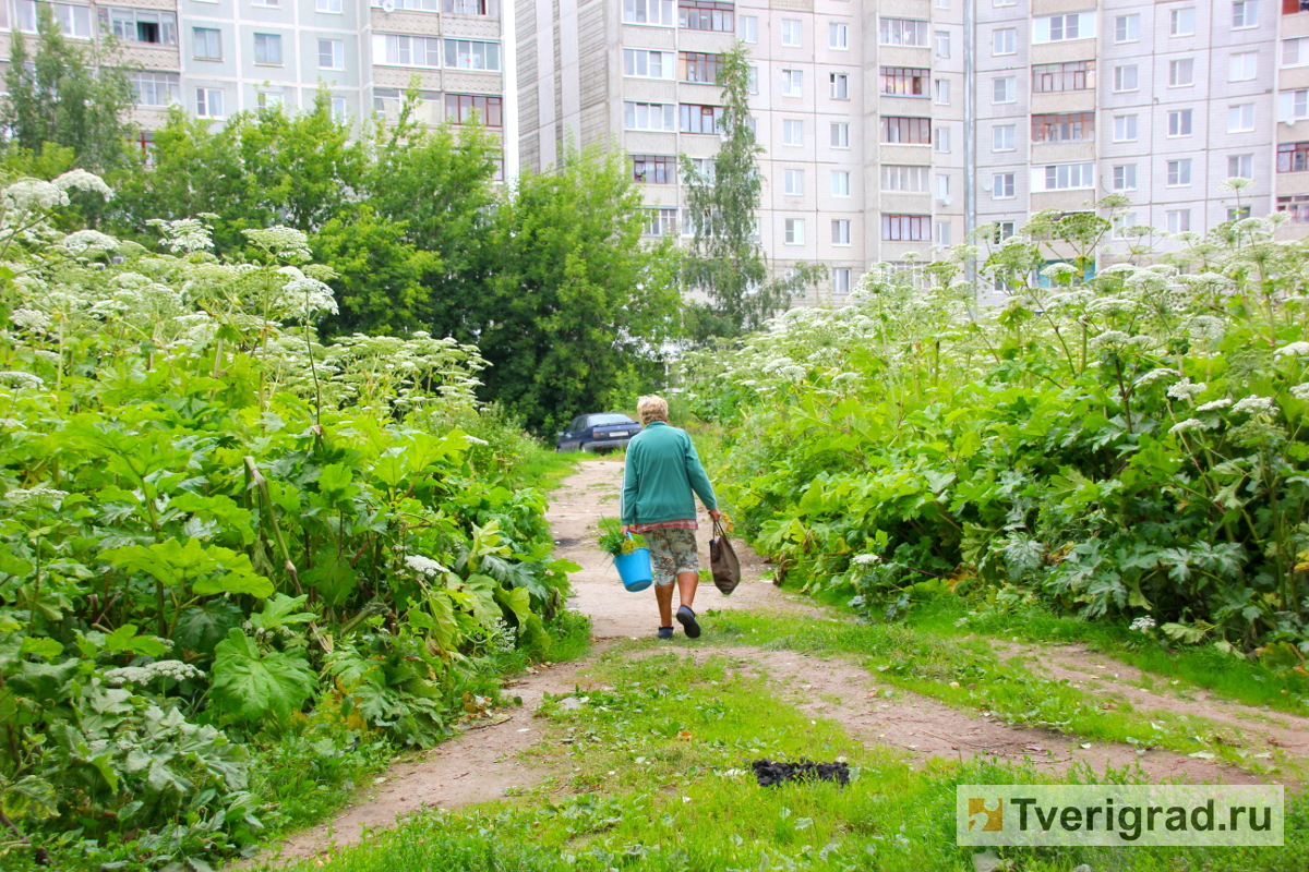 борщевик фото ядовитый